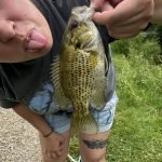 TRUSCEND Fishing Lures for Freshwater and Saltwater. Lifelike Swimbait for Bass Trout Crappie. Slow Sinking Bass Fishing Lure. Amazing Fishing Gifts for men. Must-have for Family Fishing Gear