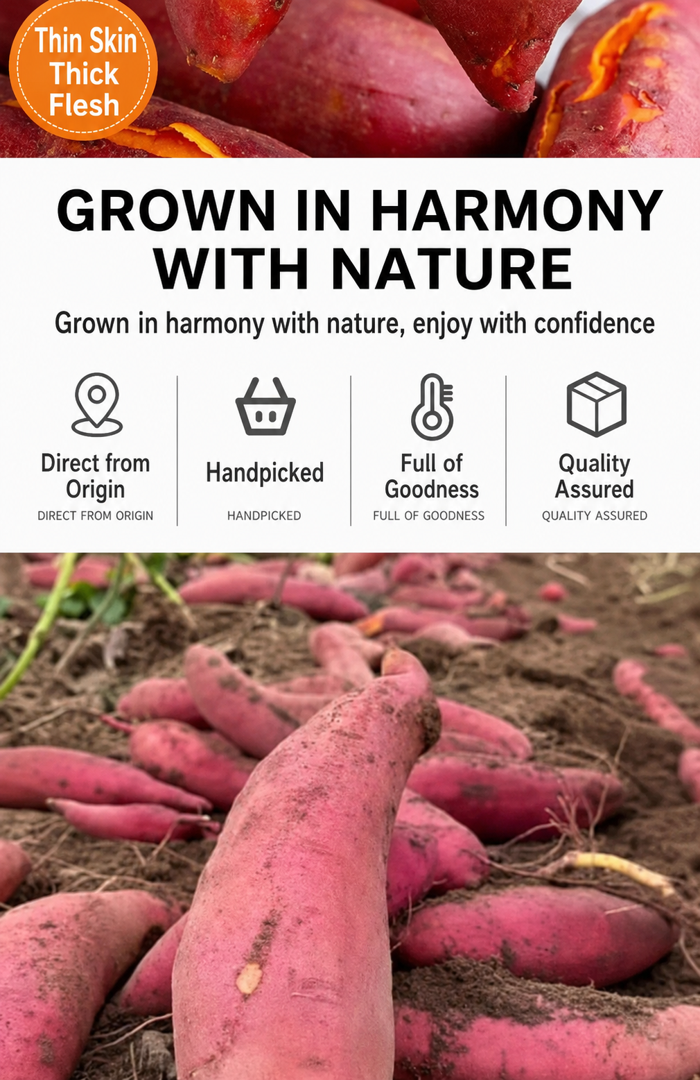 Fresh Sand-Grown Sweet Potatoes 4.5kg – Naturally Sweet, Soft, Creamy & Chestnut-Like